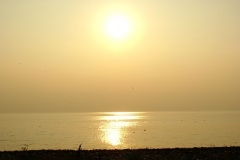 SONY DSC